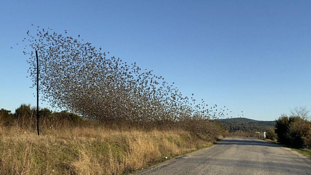 Çanakkale Onsekiz Mart Üniversitesi (ÇOMÜ) Sağlık Hizmetleri Meslek Yüksekokulu Dr. Öğretim Üyesi İbrahim Uysal, 'Sığırcık dansı' ya da 'sığırcıkların fısıltısı' olarak adlandırılan uçuşun çok zor bir davranış olduğunu belirtti.
