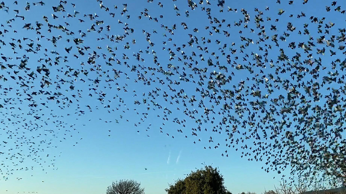'Sığırcık dansı' yırtıcılardan korunmak için yapılıyormuş