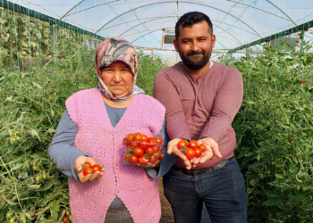 Çeri domates dalında 17 lira