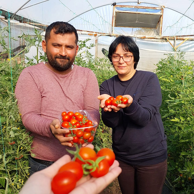 Çeri domates dalında 17 lira