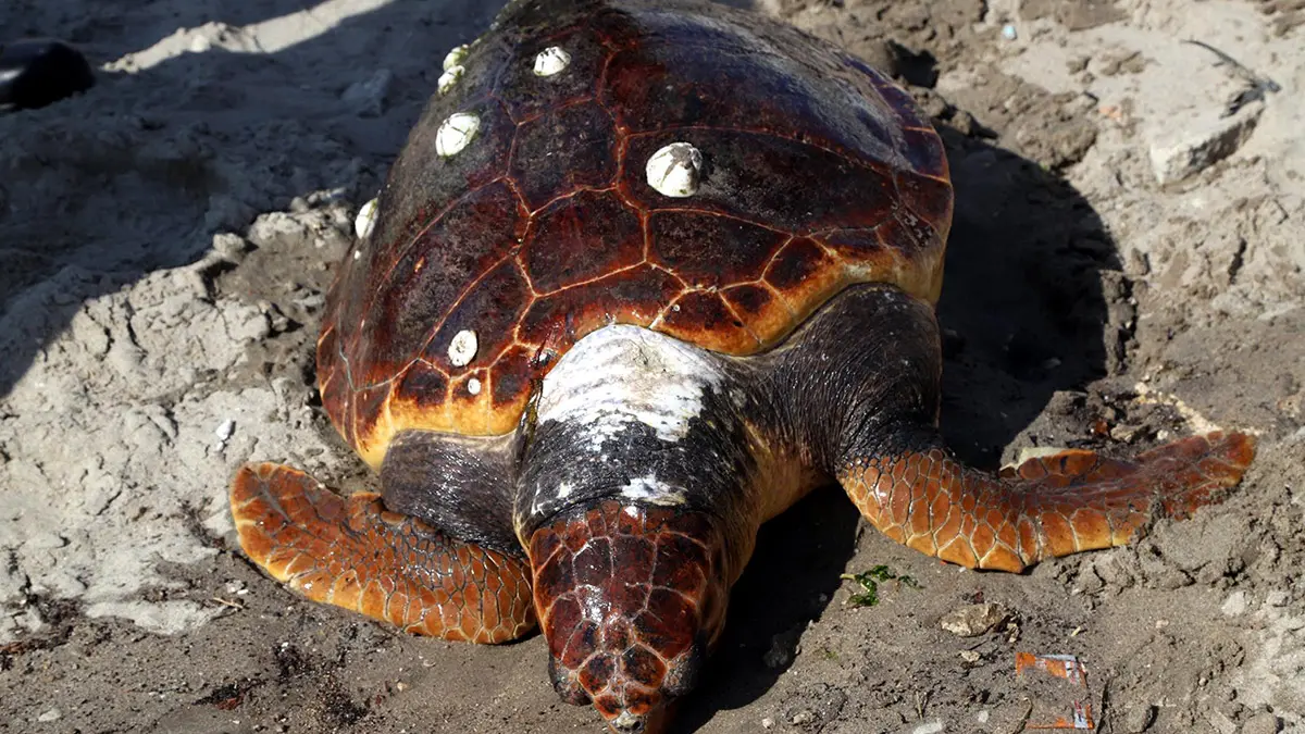 Sahilde ölü caretta caretta bulundu