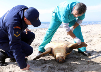 Sahilde ölü caretta caretta bulundu
