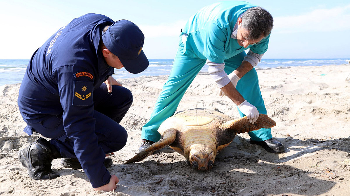 Sahilde ölü caretta caretta bulundu