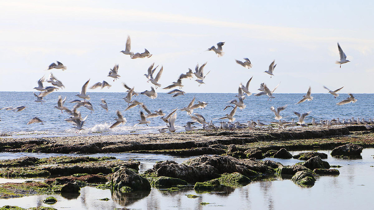 Marmara Denizi 25 metre çekildi; 'Kral Yolu' ortaya çıktı