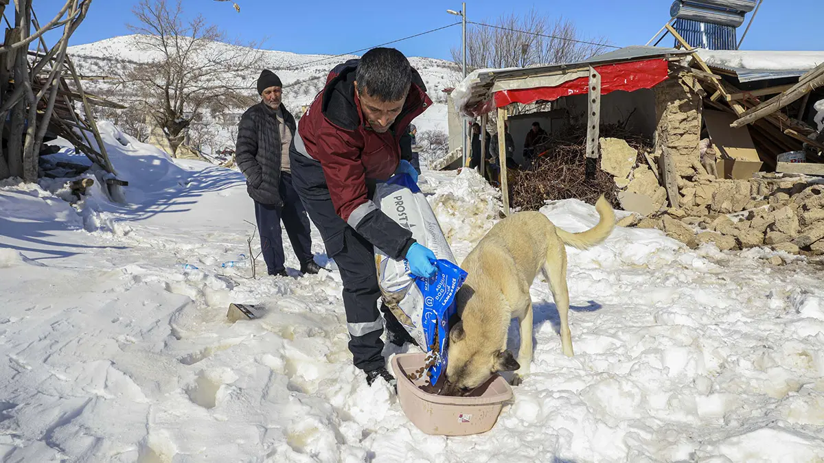 Van'dan depremin vurduğu malatya'ya giden ekipler, akçadağ ilçesi kırsalında enkazda ayağı kırılan köpeğe müdahale edip, enfeksiyon riski olan yaraları da tedavi ettikten sonra mama bırakıp mahalleden ayrıldı.