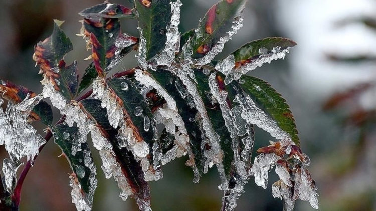 Ankara'ya zirai don ve buzlanma uyarısı