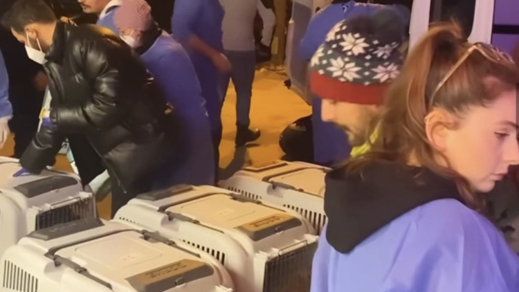 Antakya'dan getirilen 132 köpek ve kediye tedavi