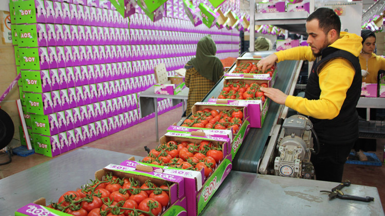 Antalya'da domates ihracatında hareketlilik başladı