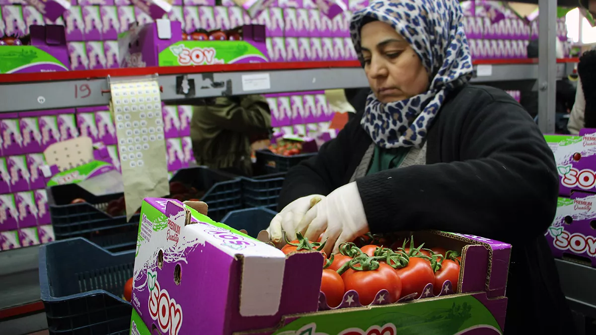 Antalyada domates ihracatinda hareketlilik basladir - yerel haberler - haberton