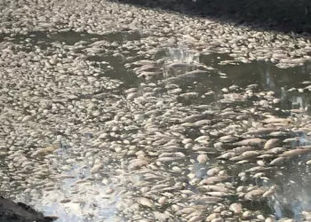 Avustralya'da nehir havzasında balık ölümleri