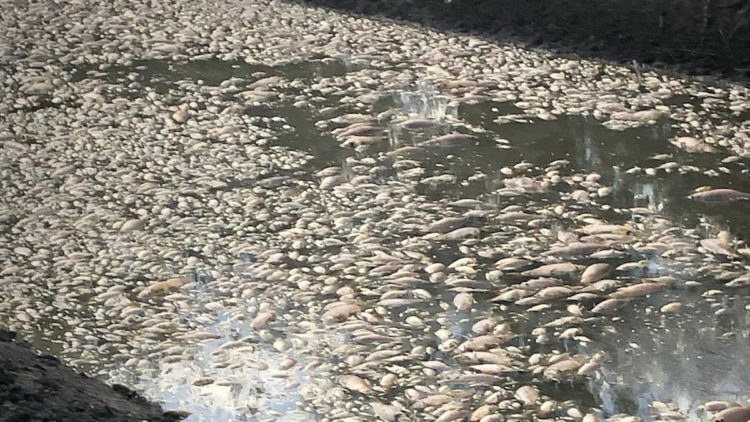 Avustralya'da nehir havzasında balık ölümleri