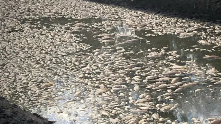 Avustralya'da nehir havzasında balık ölümleri