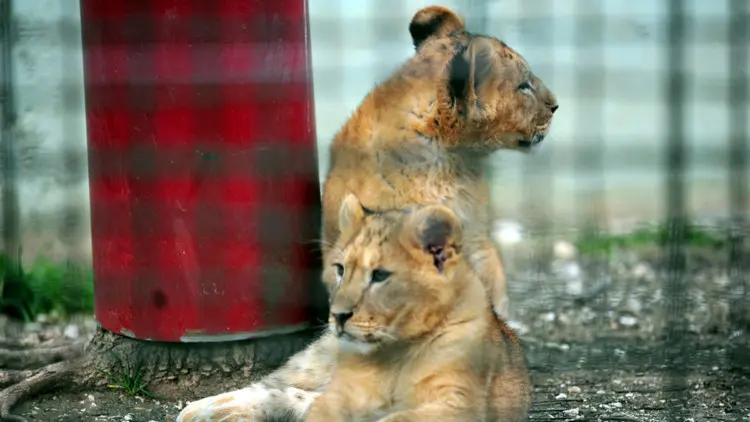 Bursa hayvanat bahçesi'nde yavru aslan heyecanı