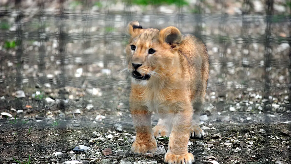 Bursa hayvanat bahcesinde yavru aslan heyecanis - yerel haberler - haberton