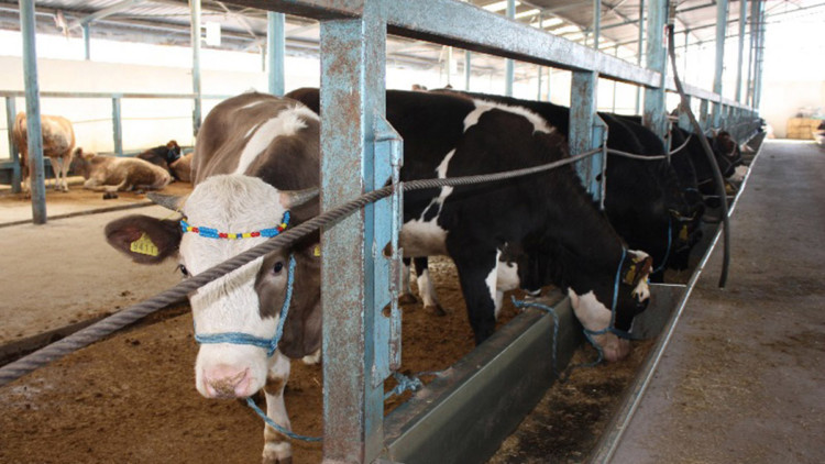 Denizli'de hayvan pazarları kapatıldı