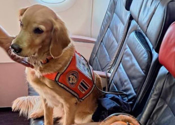 Depremde görev alan köpekler business class uçtu