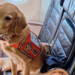 Depremde görev alan köpekler business class uçtu