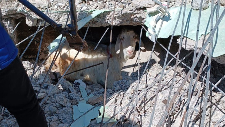 Depremlerden etkilenen besicilere destek çağrısı