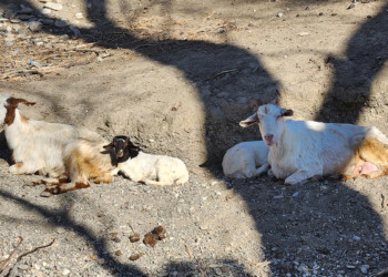 Depremzede hayvanlar Emekli Hayvanlar Çiftliği'nde