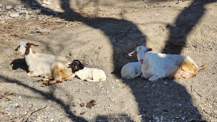 Depremzede hayvanlar Emekli Hayvanlar Çiftliği'nde