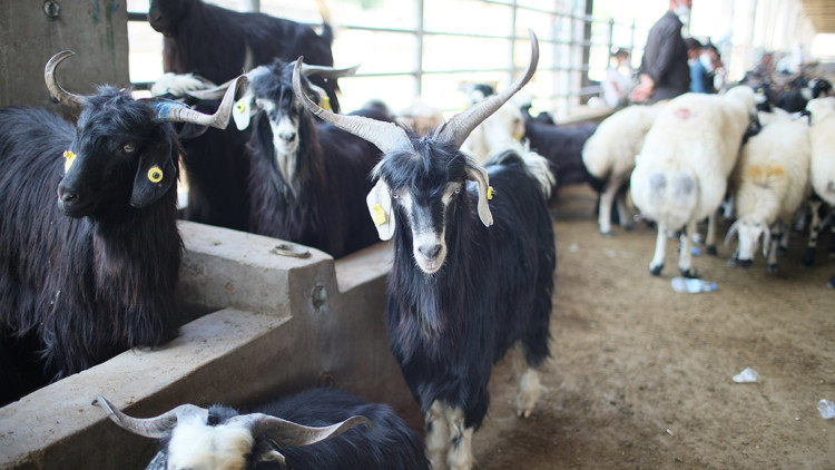 Diyarbakır ve Siirt'te hayvan borsası pazarları kapatıldı