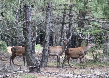 Dört şehirdeki kızıl geyik av ihalesi iptal edildi