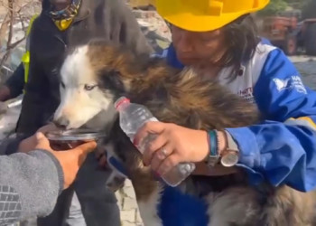 Enkaz altında kalan köpek 23 gün sonra kurtarıldı