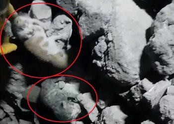 Enkazda doğum yapan kedinin yavruları sağ çıkarıldı