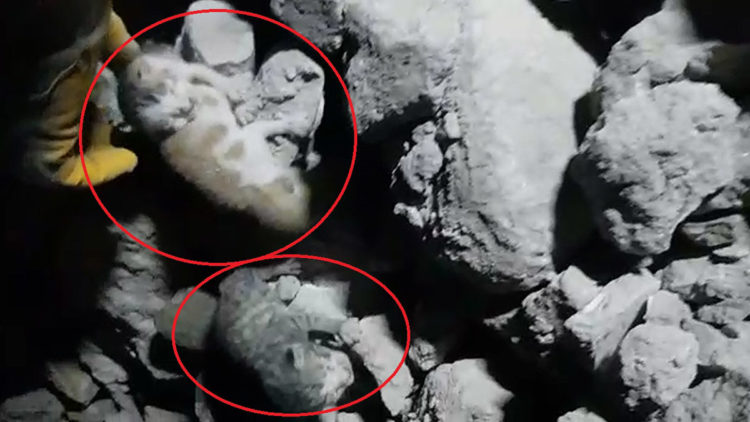 Enkazda doğum yapan kedinin yavruları sağ çıkarıldı