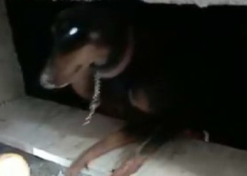 Enkazda doğum yapan köpek 29’uncu günde kurtarıldı