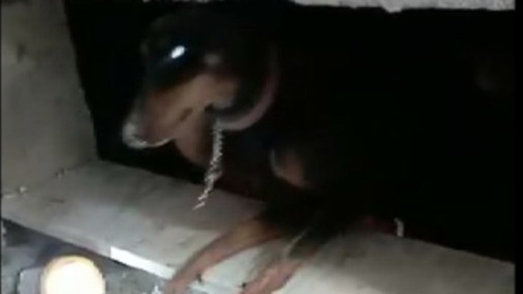 Enkazda doğum yapan köpek 29’uncu günde kurtarıldı