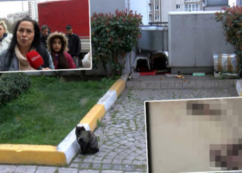 Esenyurt'ta yavru kedilerin öldürüldüğü iddiası