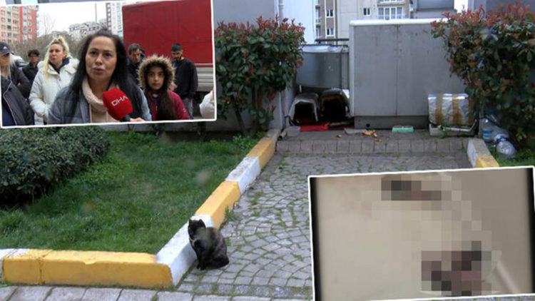 Esenyurt'ta yavru kedilerin öldürüldüğü iddiası