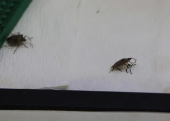 Fındıkta istilacı böceğe karşı ‘samuray arı’ üretiliyor