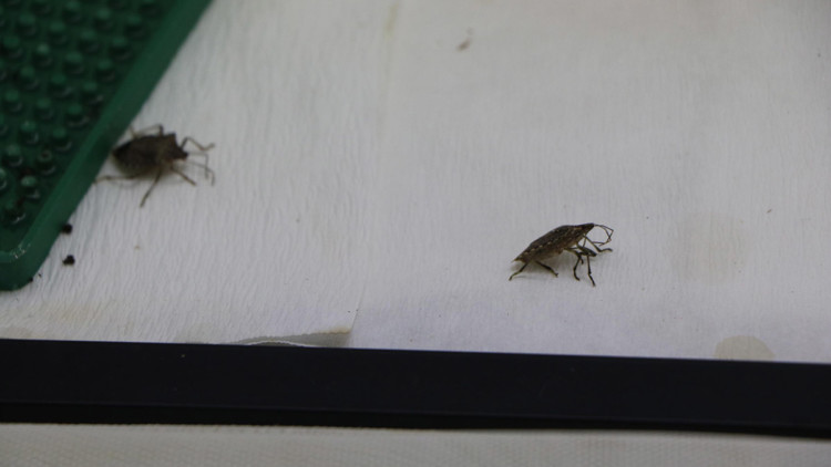 Fındıkta istilacı böceğe karşı ‘samuray arı’ üretiliyor