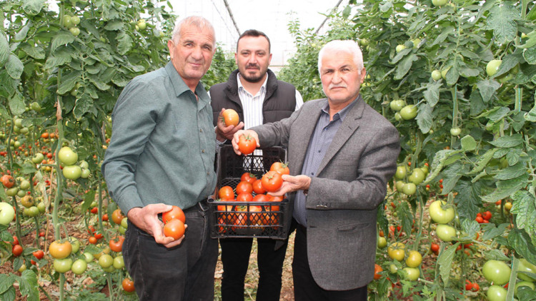 İhracatının açılması, domates üreticisini sevindirdi