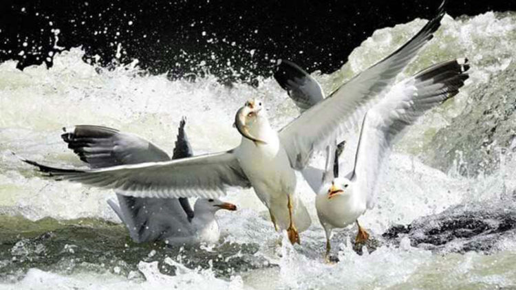 İnci kefalinin rotasındaki Deliçay'ın debisi azaldı