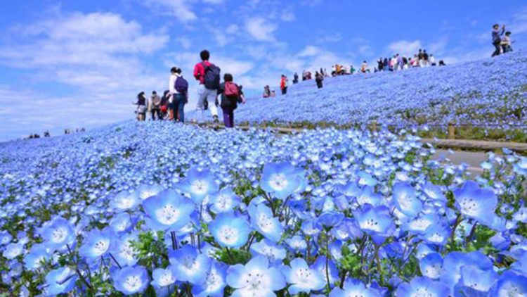 Japonya’da mavi özlem çiçeği heyecanı