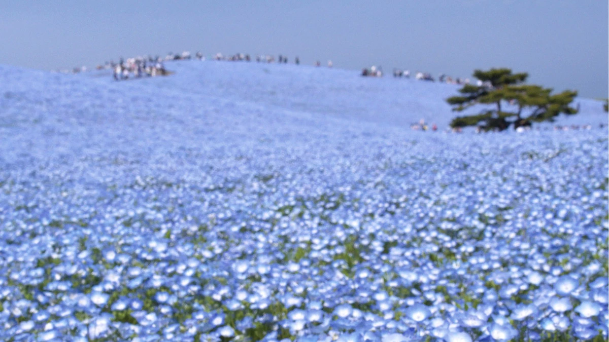Japonyada mavi ozlem cicegi heyecaniw - haberler - haberton