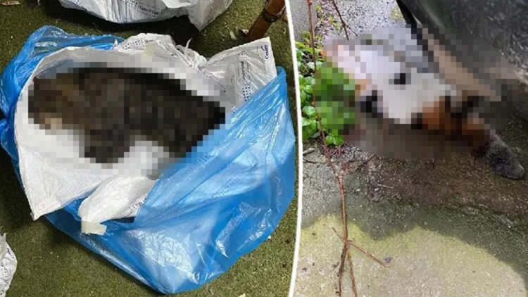 Kadıköy'de toplu kedi ölümleri