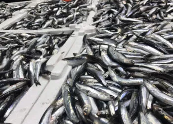 Karadeniz’de '1 yıl hamsi avı yasağı' çağrısı