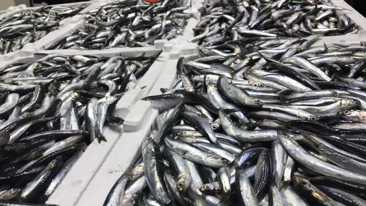 Karadeniz’de '1 yıl hamsi avı yasağı' çağrısı