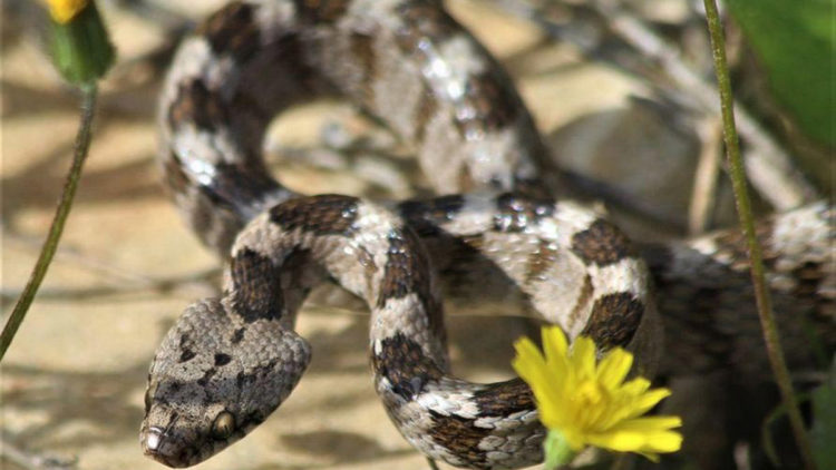 Kedi gözlü yılan, ezilmekten kurtarıldı