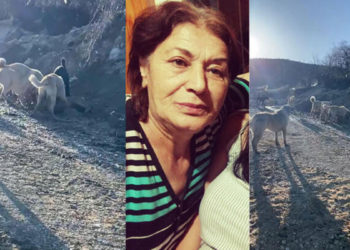 Köpeklerin saldırısına uğrayan kadın yaralandı