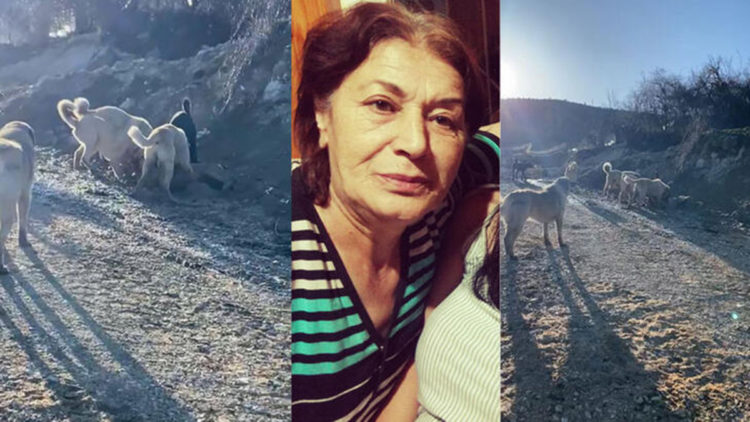 Köpeklerin saldırısına uğrayan kadın yaralandı