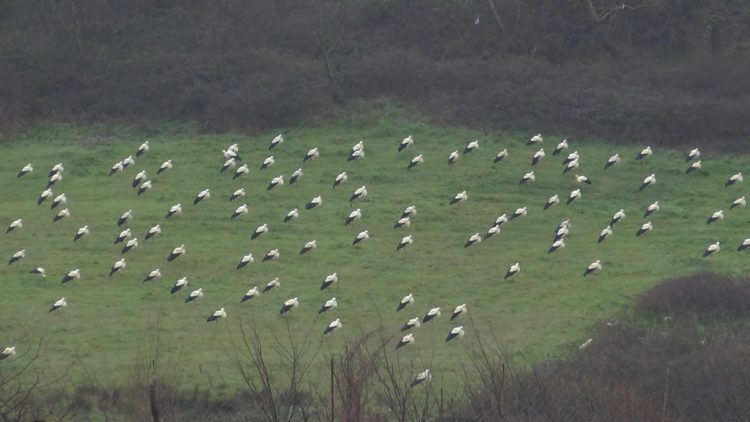 Leylekler Arnavutköy'de mola verdi