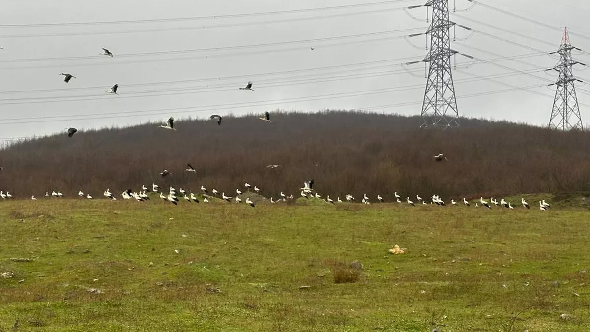 Leylekler arnavutkoyde mola verdis - yaşam - haberton