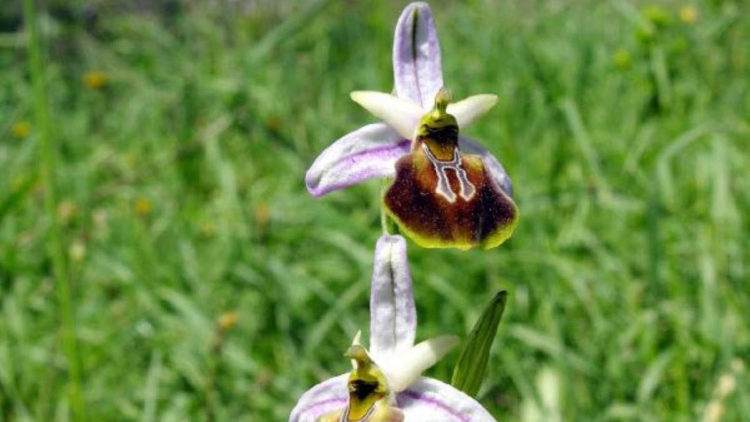 Likya orkidesi ve Manavgat Şelalesi için koruma tescili