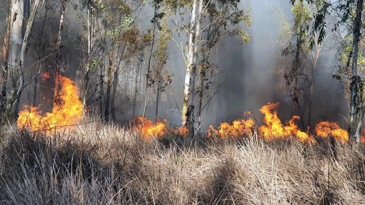 Mersin'in tarsus ilçesinde orman yangını