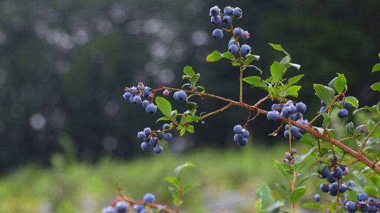 Ordu'da üreticinin yeni gelir kapısı; mavi yemiş